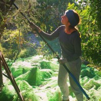 Olive Harvest Finca Slow Nov 2016.jpg