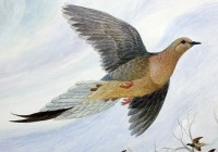 passenger-pigeon.jpg