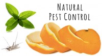 Natural-Pest-Control-2.jpg